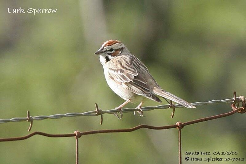 Lark Sparrow