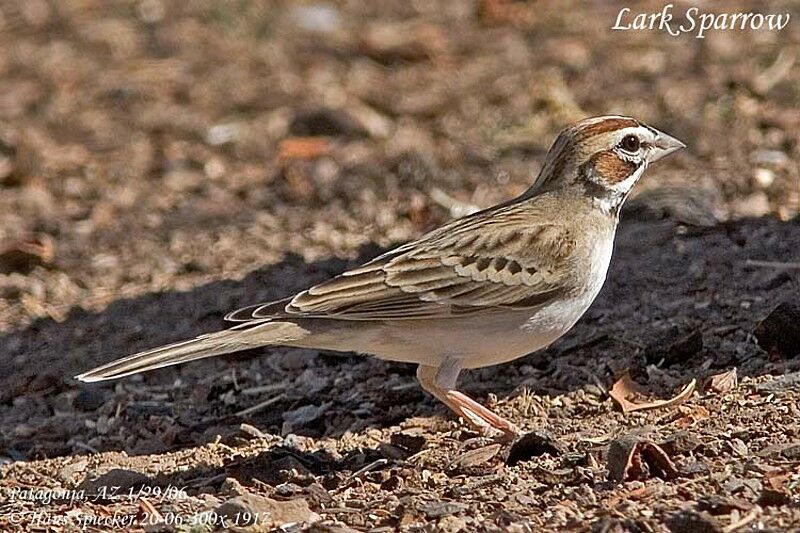 Lark Sparrow