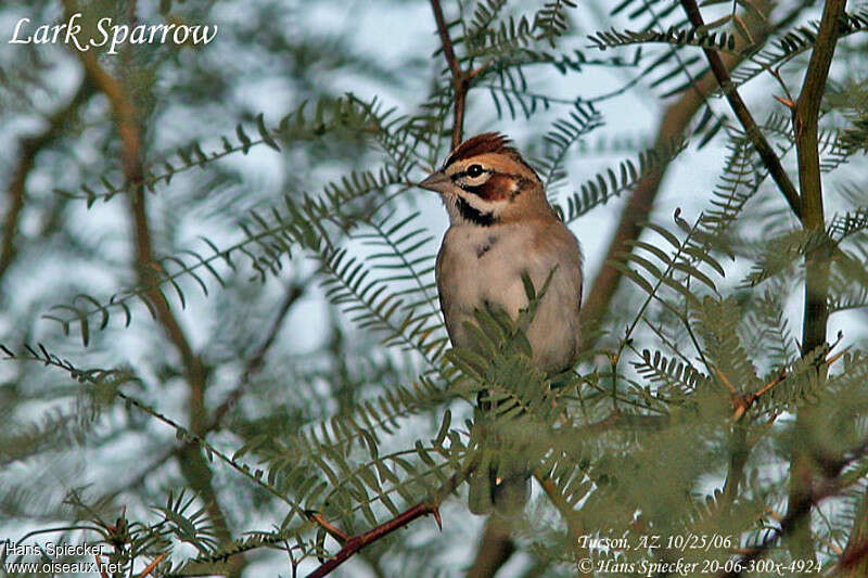 Bruant à joues marronadulte, portrait