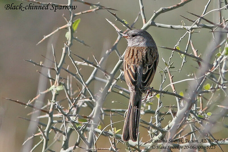 Black-chinned Sparrowadult