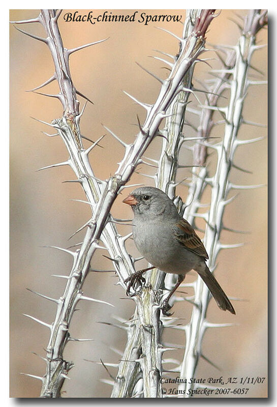 Black-chinned Sparrowadult post breeding