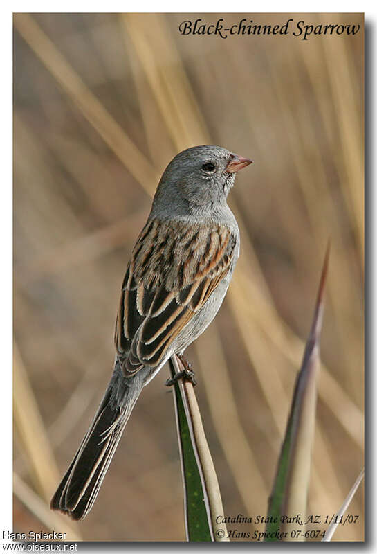 Black-chinned Sparrowadult post breeding