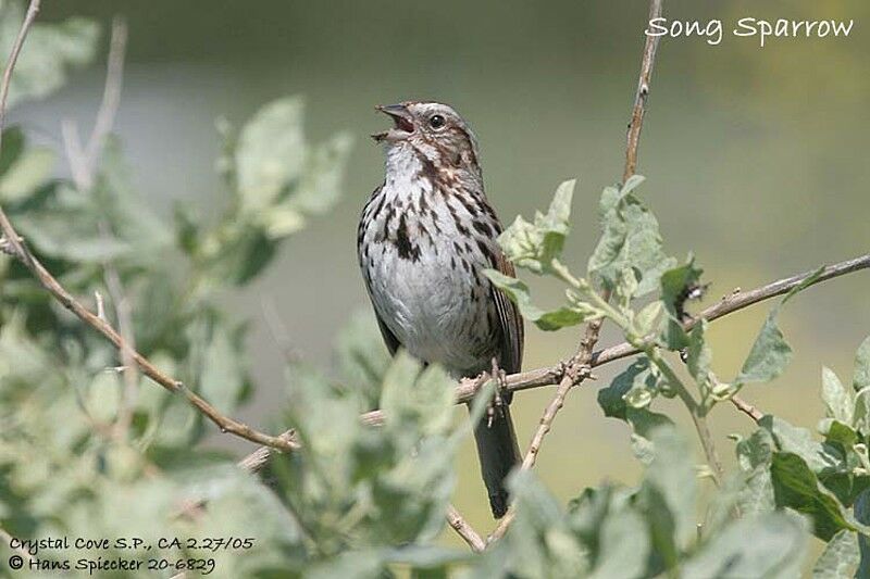 Song Sparrow