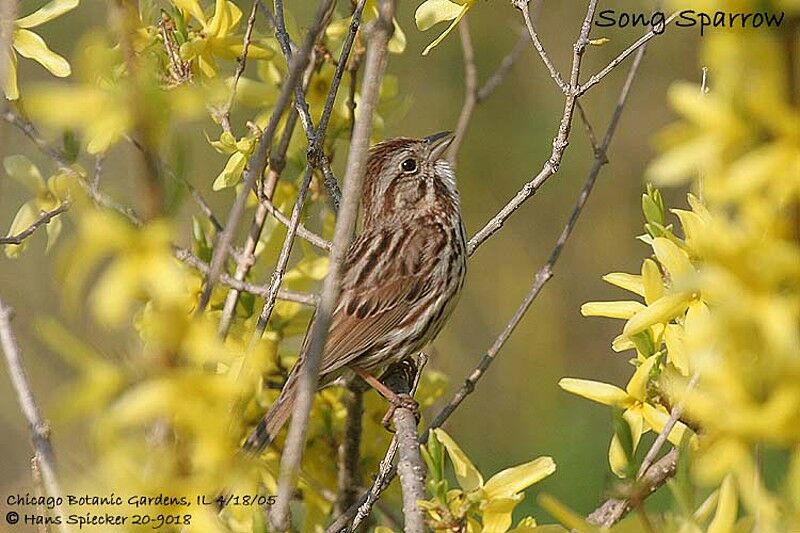 Song Sparrow