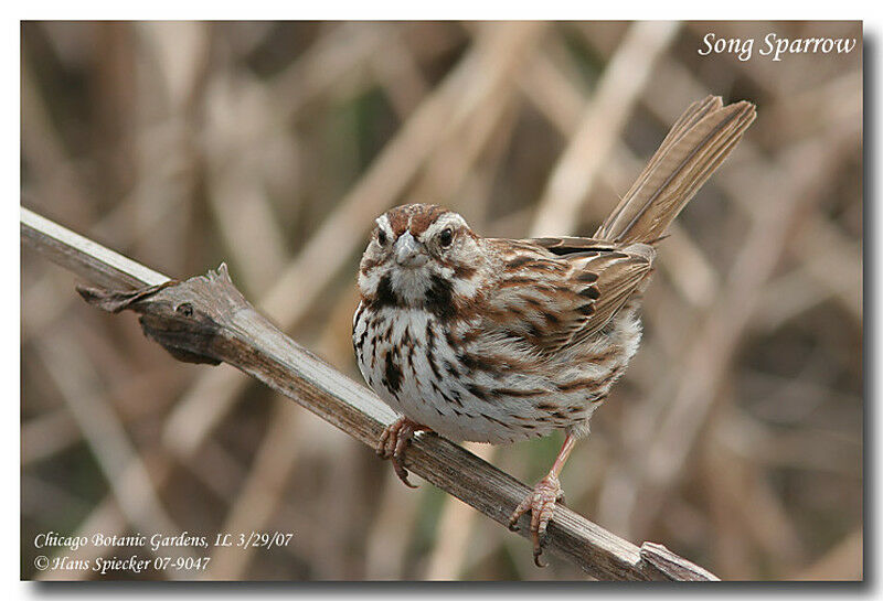 Song Sparrowadult