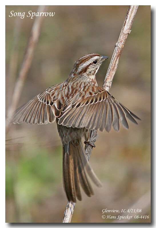 Song Sparrowadult