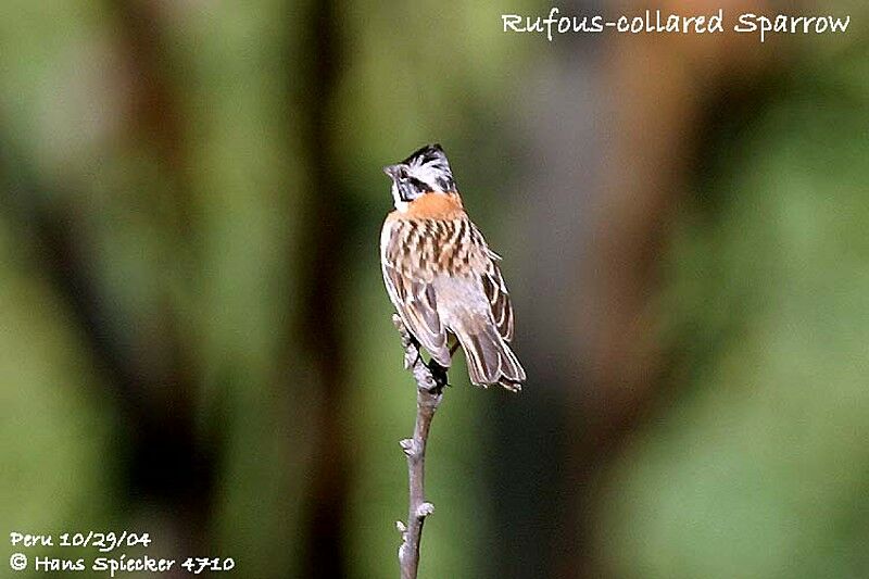 Rufous-collared Sparrow