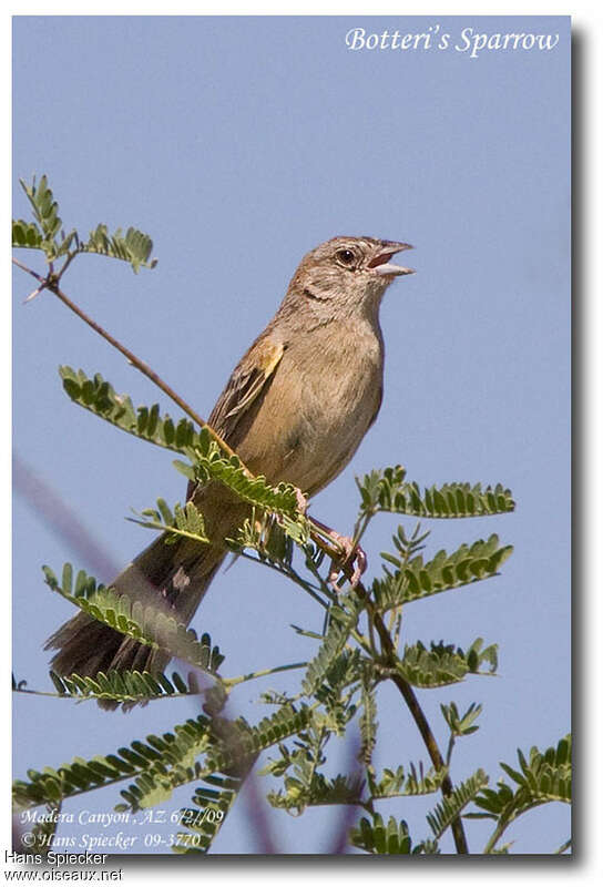 Botteri's Sparrowadult