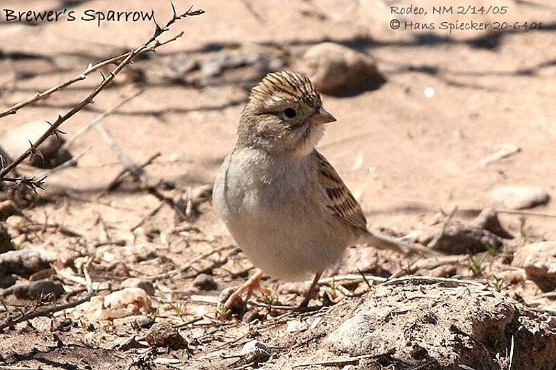 Brewer's Sparrow