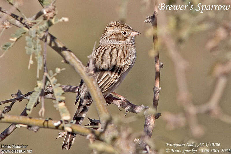 Brewer's Sparrow