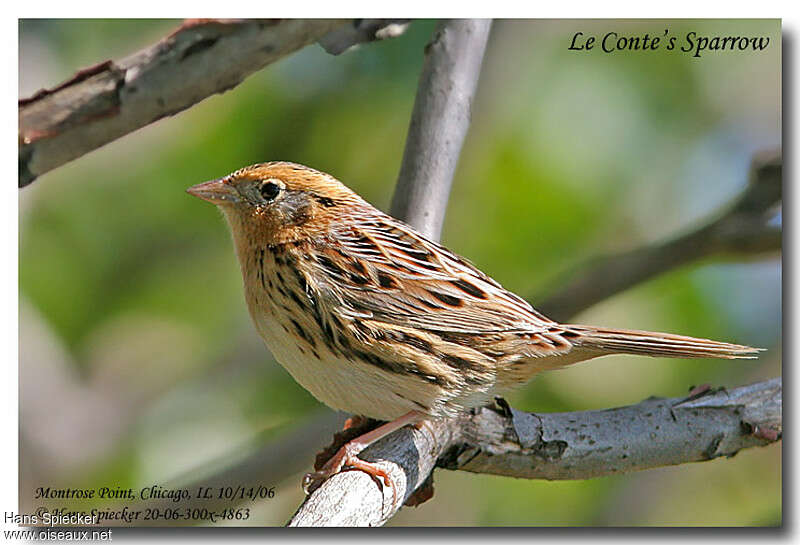 LeConte's Sparrowadult