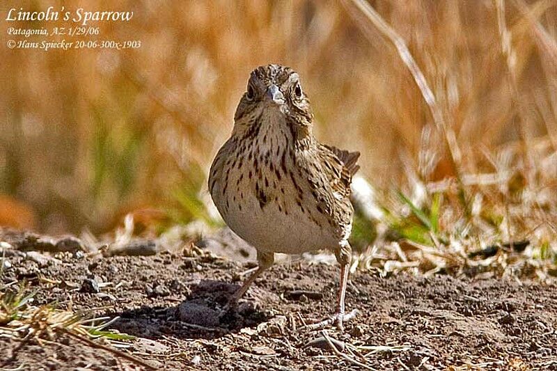 Lincoln's Sparrow