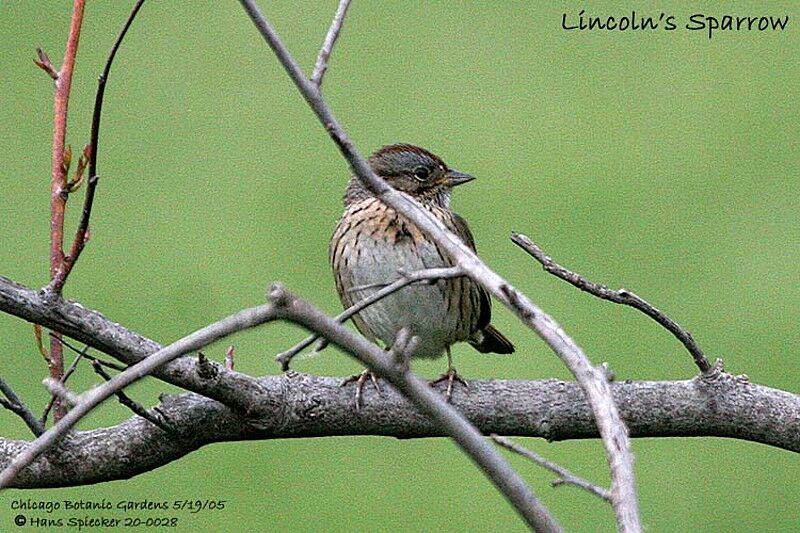 Lincoln's Sparrow