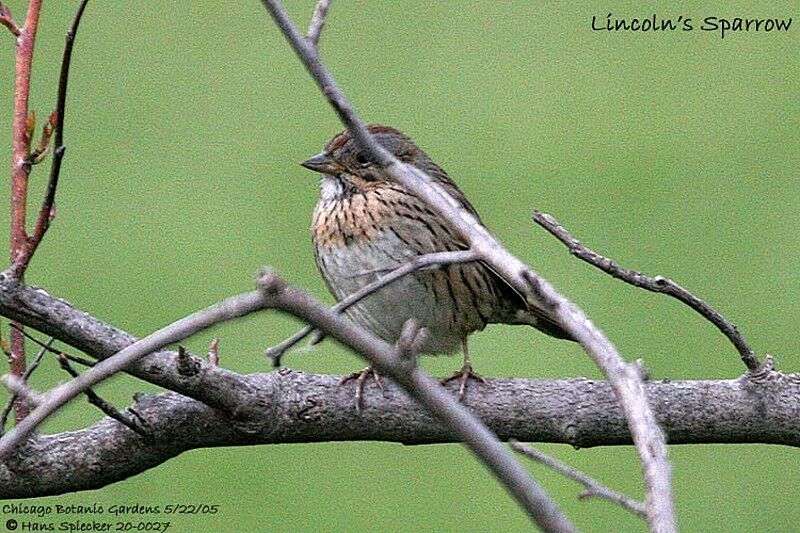 Lincoln's Sparrow