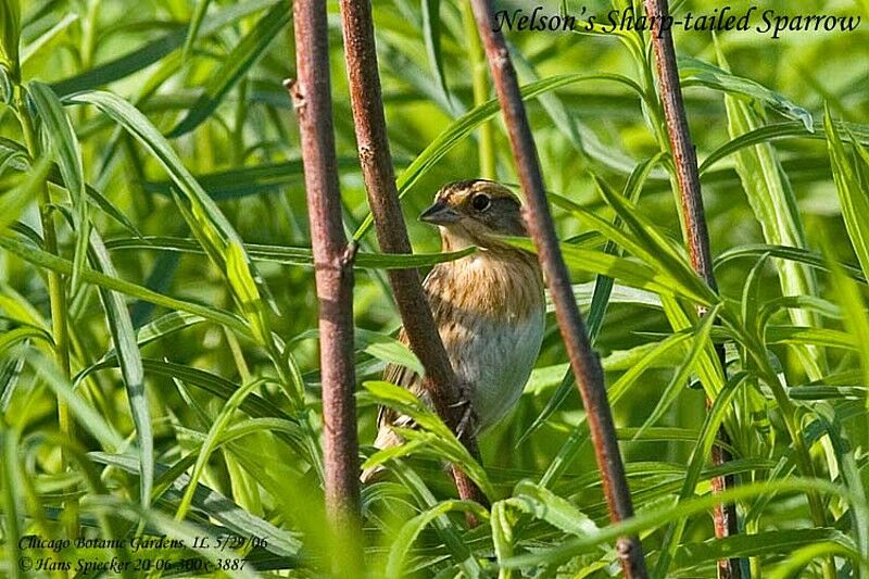 Nelson's Sparrowadult