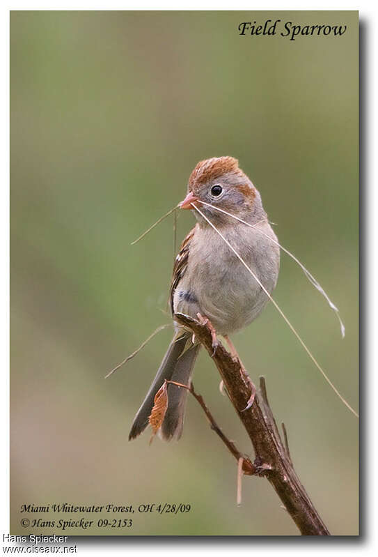 Bruant des champsadulte, identification, Nidification