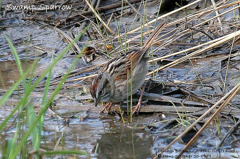 Swamp Sparrow