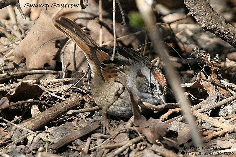 Swamp Sparrow