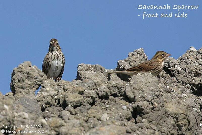 Savannah Sparrow