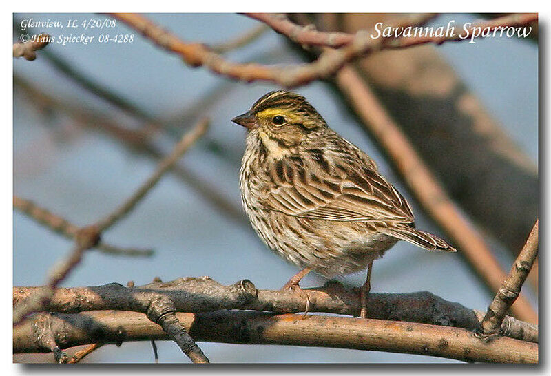 Savannah Sparrowadult