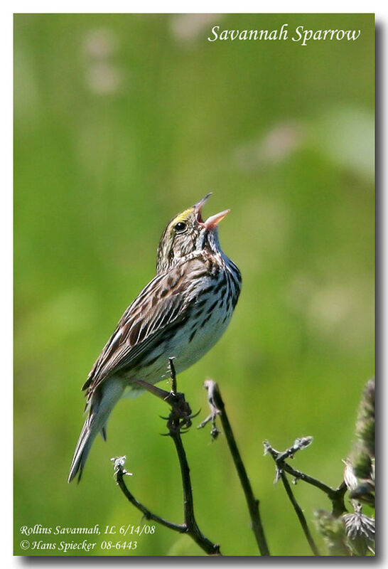 Savannah Sparrowadult