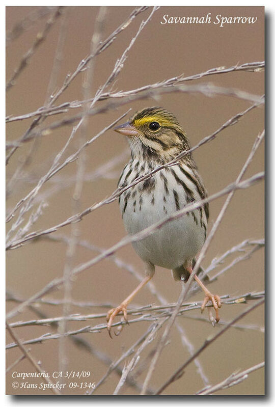 Savannah Sparrowadult