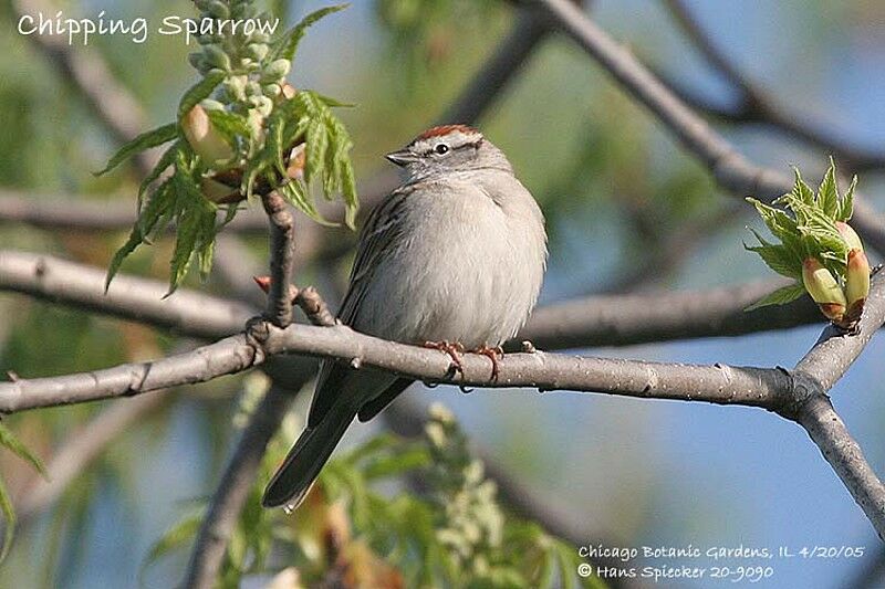 Chipping Sparrow