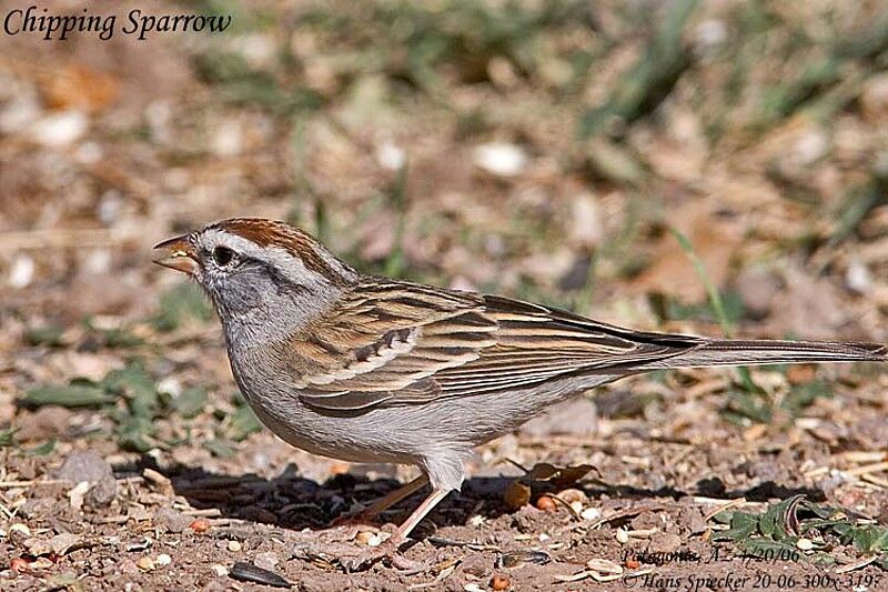 Chipping Sparrowadult