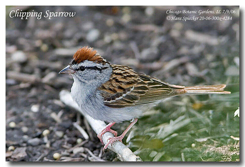 Chipping Sparrowadult