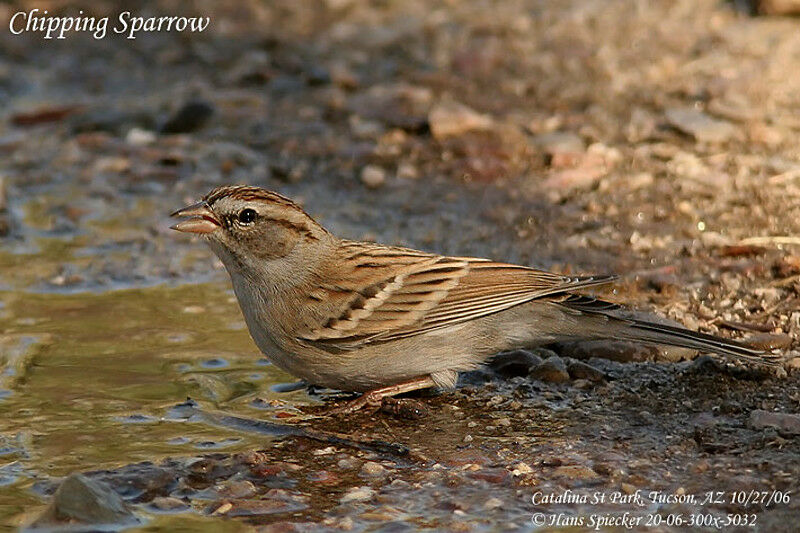 Chipping Sparrowadult post breeding