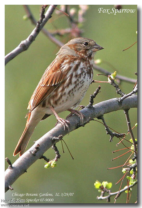 Red Fox Sparrowadult, identification