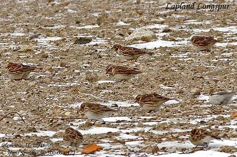 Lapland Longspur