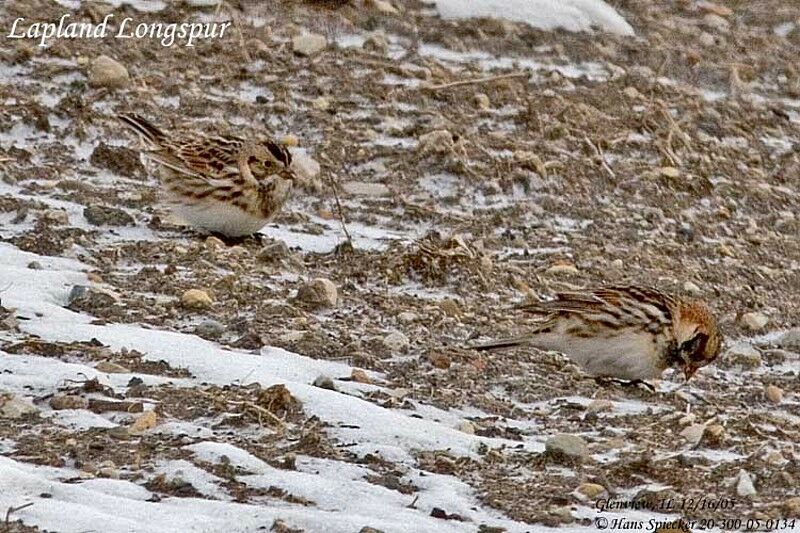 Lapland Longspur