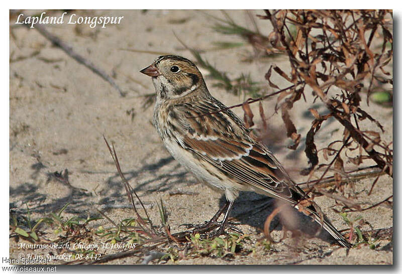 Bruant lapon femelle adulte, identification