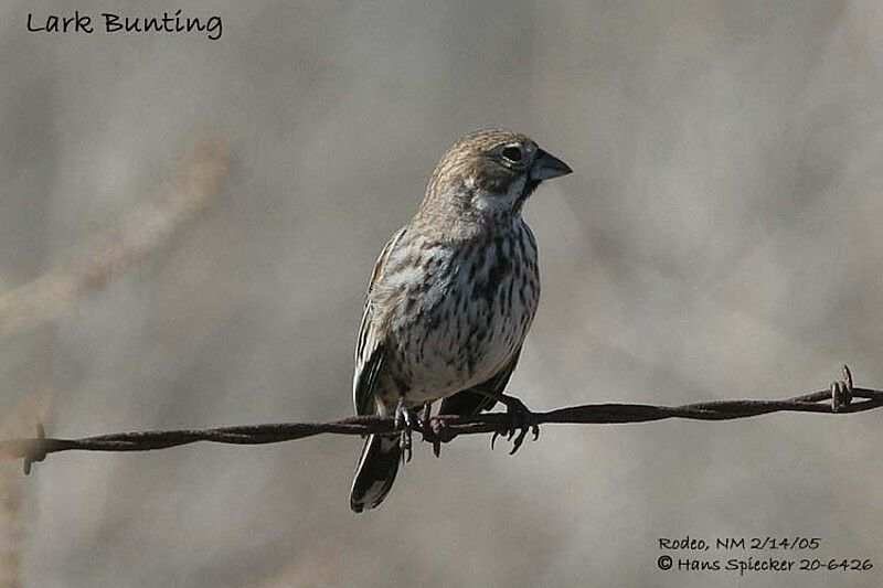 Lark Bunting