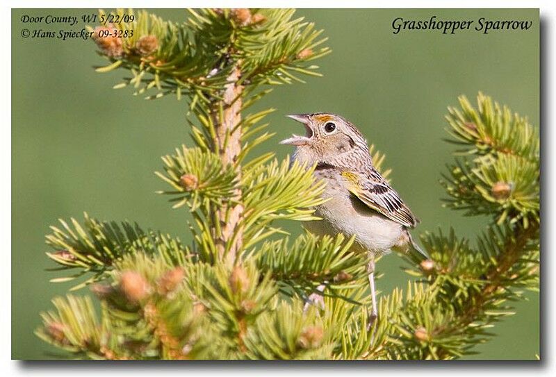 Grasshopper Sparrowadult