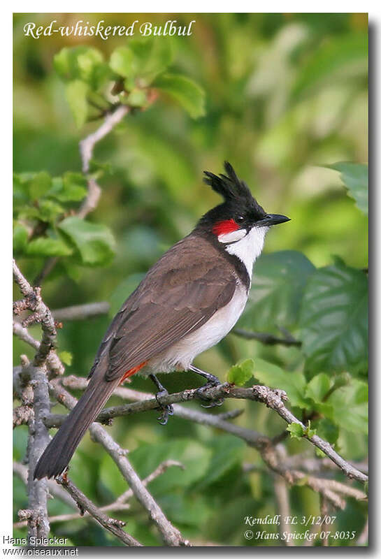 Bulbul orphéeadulte, identification