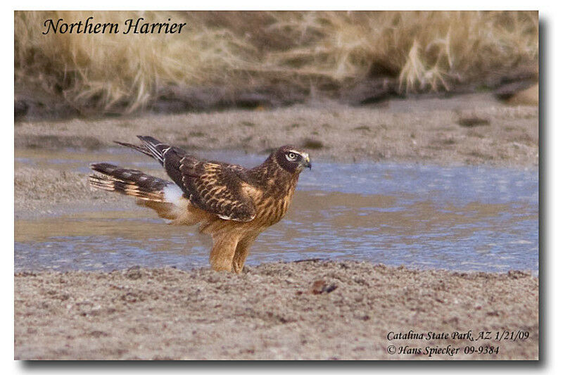 Northern Harrierjuvenile