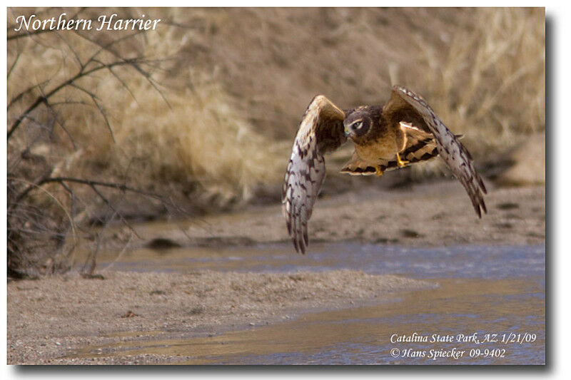 Northern Harrierjuvenile