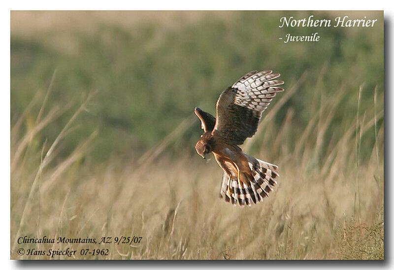 Northern Harrierjuvenile