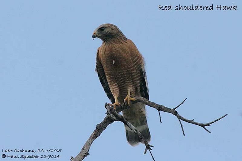 Red-shouldered Hawk