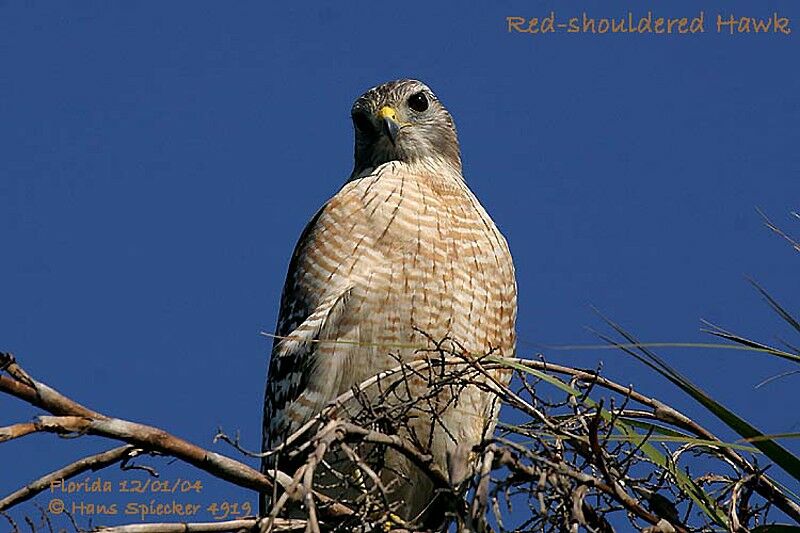 Red-shouldered Hawk