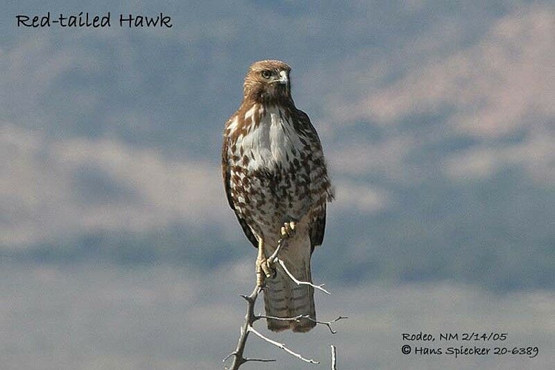 Red-tailed Hawksubadult