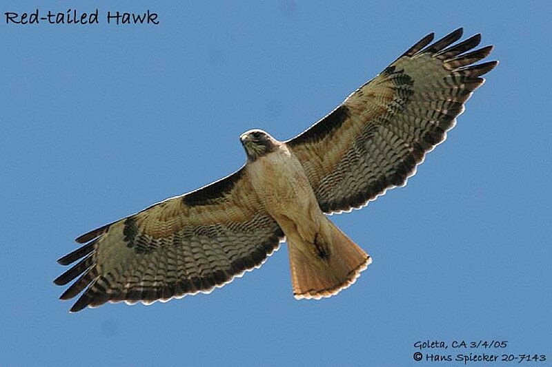 Red-tailed Hawk