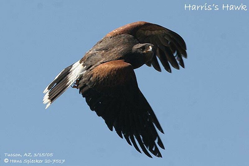 Harris's Hawk