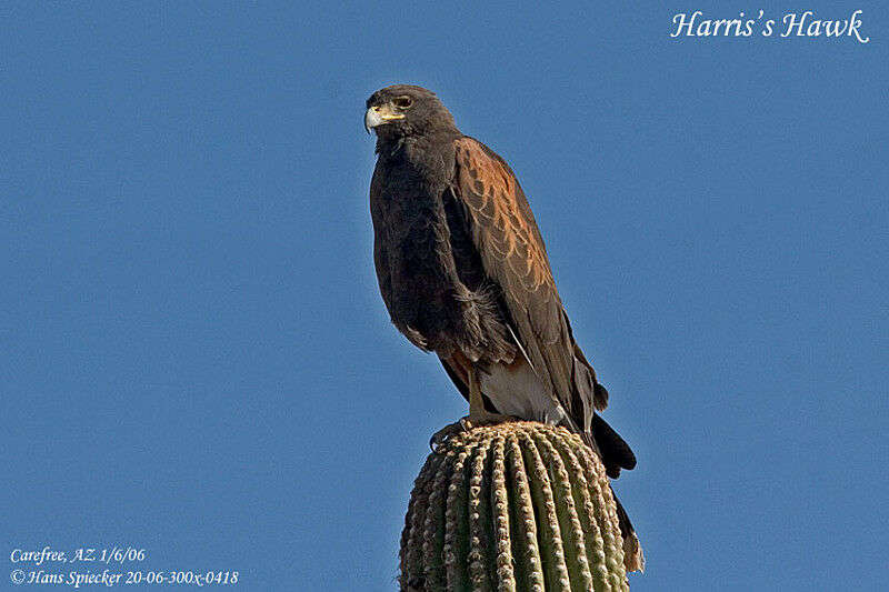 Harris's Hawk