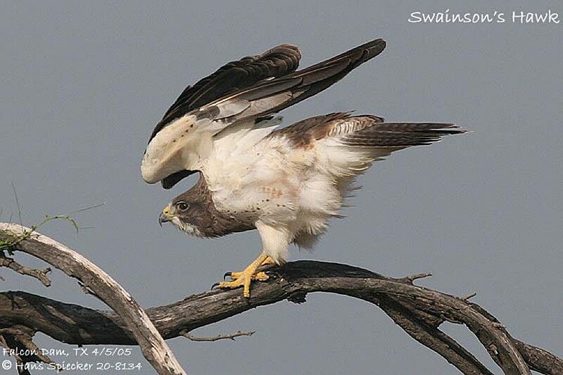 Swainson's Hawk