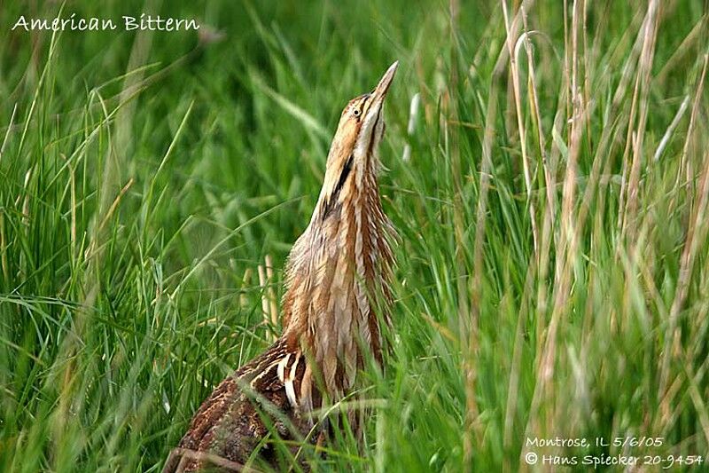 American Bittern