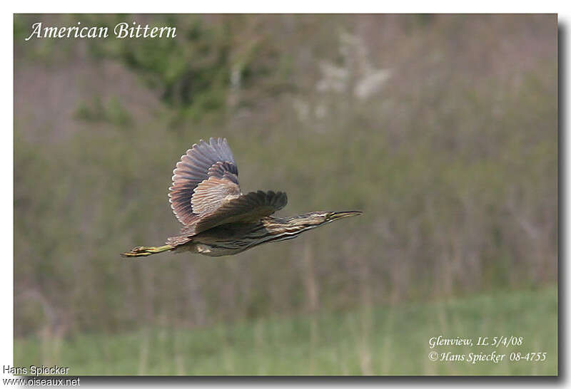 American Bitternadult, Flight