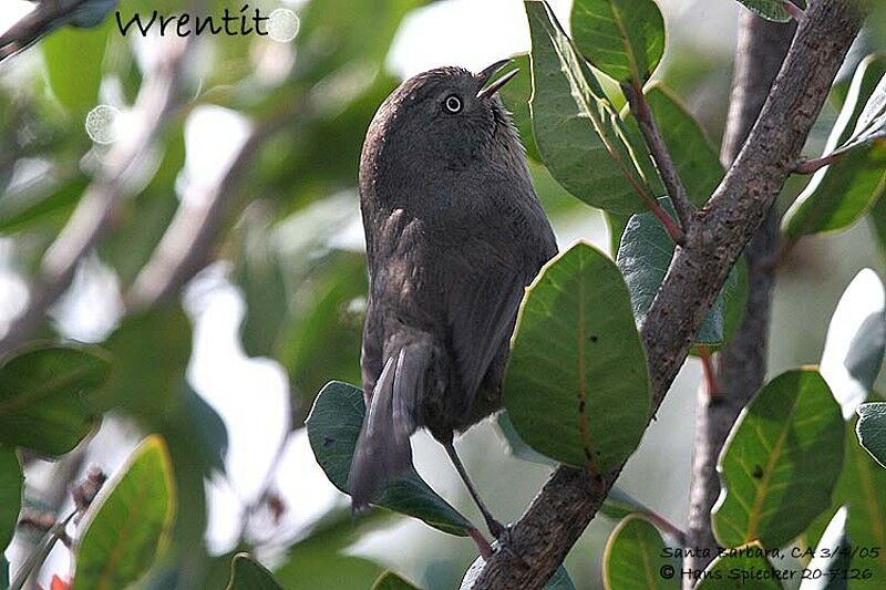 Wrentit